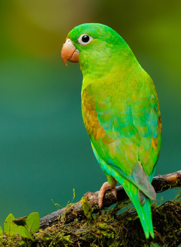 خدمات الطيور والحيوانات النادرة